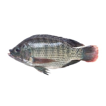 Telapia  Clean fish  india 800gmx 10p CTN