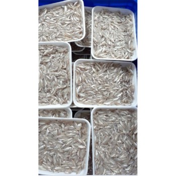 keski 24 pkt *250gm CTN